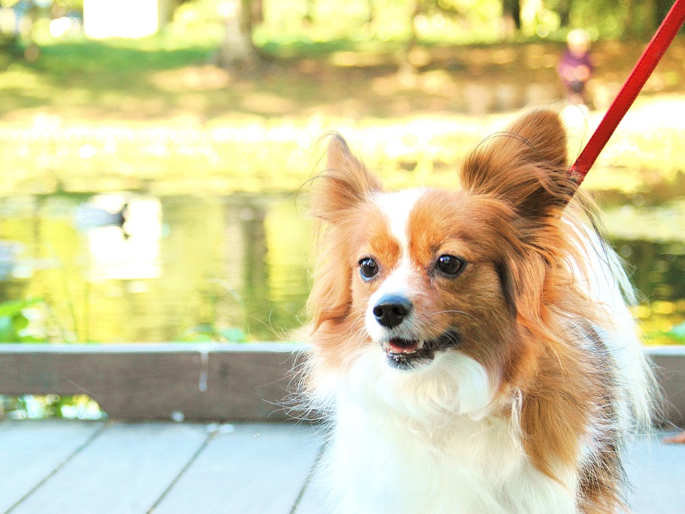 うさ＊時々かえたん tweet media