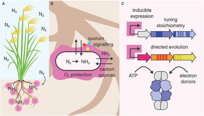 Recent work focuses on nitrogenase engineering for crop growth, reducing fertilizer use. #SustainableAgriculture
Details:spj.science.org/doi/10.34133/b…