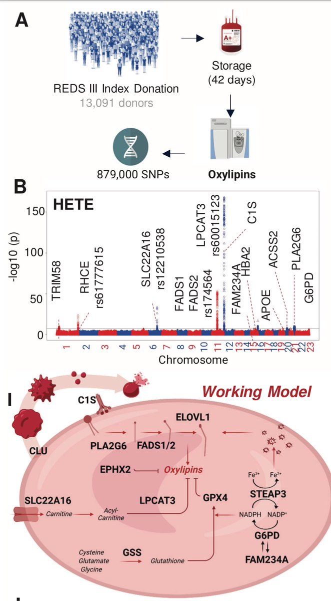 Interesting study! Missense PLA2G6 SNPs are common in blood donors and are linked to RBC hemolysis  from our study here - 

doi.org/10.1182/blood.…

Another link between RBC hemolysis and kidney disease?
