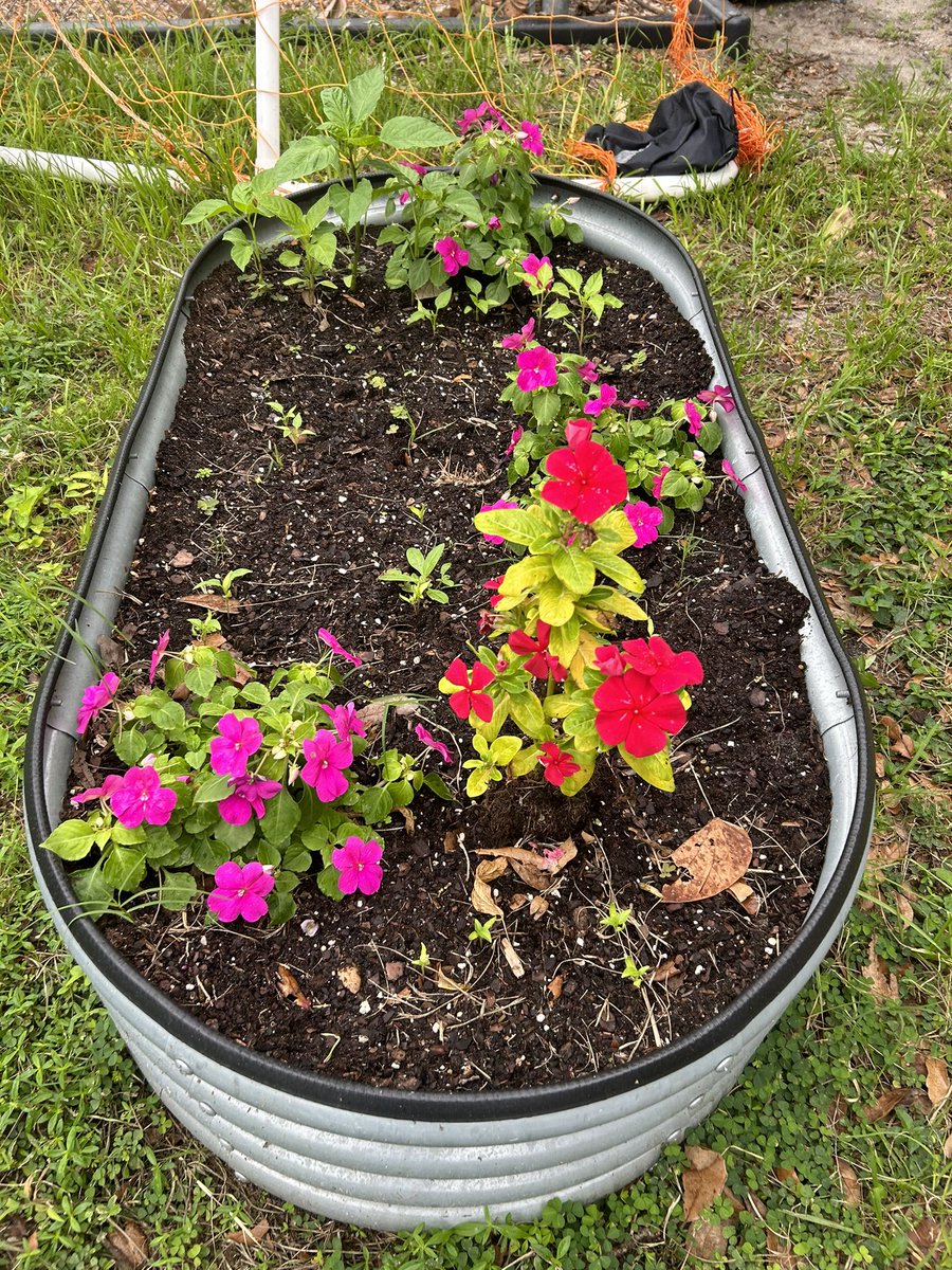 Our school garden is looking good! <a href="/CESCorkyBear/">Corkscrew Elementary</a> <a href="/NaplesBotanical/">Naples Botanical Garden</a> <a href="/collierschools/">Collier County Public Schools</a> <a href="/lexigirltoo/">charice bechtel</a>