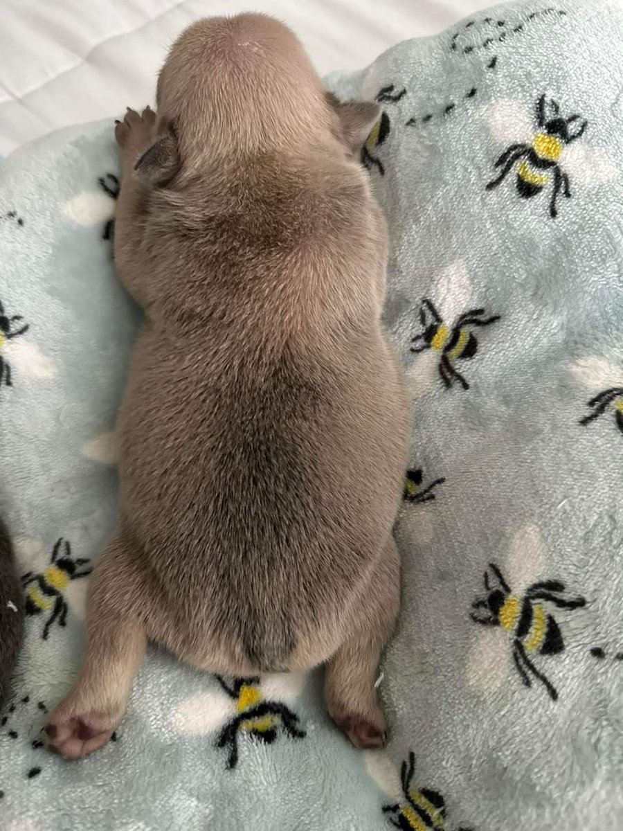 Frenchie Owners tweet media