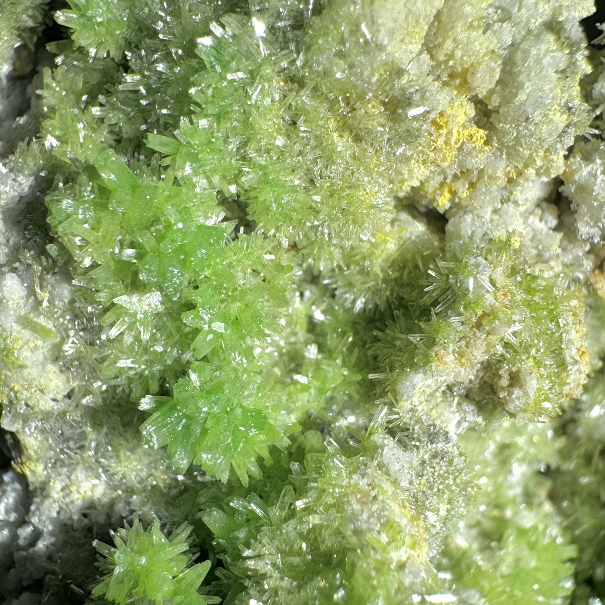 exoticcrystals's tweet photo. 💚Pyromorphite Crystals from Daoping, Guangxi, China⚜️ #pyromorphite #minerals #crystals #gems https://t.co/vmOSqzhpxe