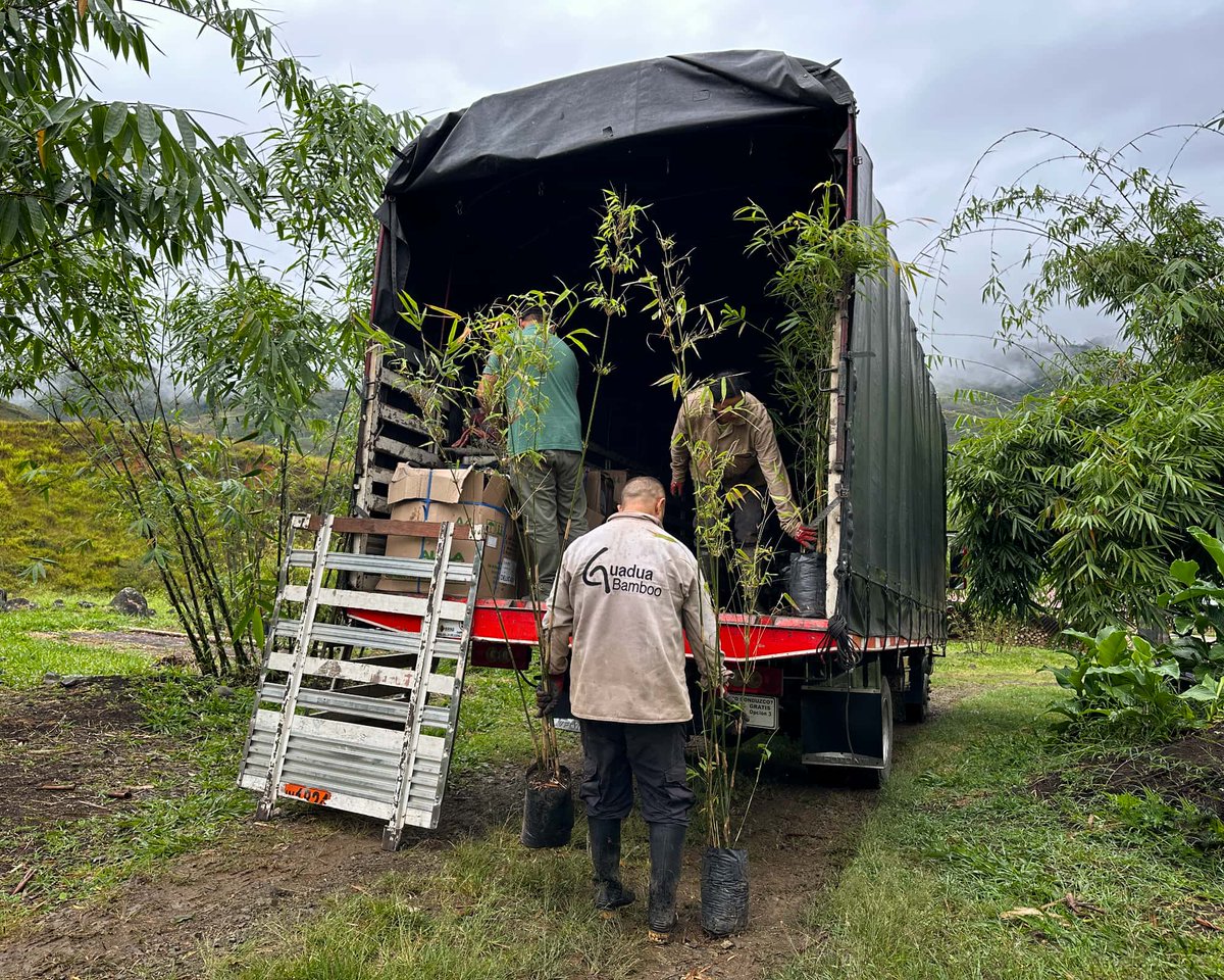 🌿 Grandes plantas de bambú (B. polymorpha, T. siamensis, B. bambos) para un proyecto de paisajismo residencial en Medellín. Si necesita asesoramiento sobre qué especie de bambú se adapta mejor a su propósito, no dude en contactarnos.
guaduabamboo.co/plantas