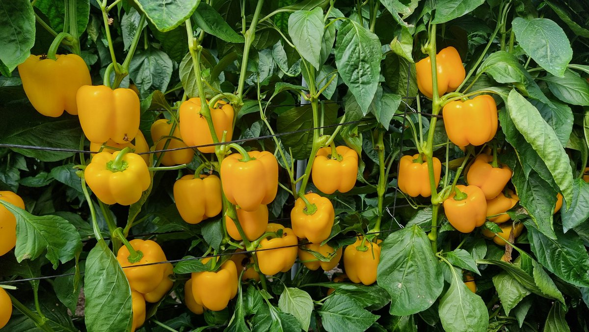 FHALMERIA's tweet image. 📸GALERÍA DE FOTOS 📸
Esta mañana hemos acudido al primero de los tres llamamientos de @HMCLAUSEIBERICA a su finca vitrina de #pimiento 🫑 para conocer #Nesmet, #Ascalon, #Belenus y #Talanis

¡Todavía puedes visitarlos el jueves 21 y el viernes 22! 

🌐 fhalmeria.com/feria-eventos-…