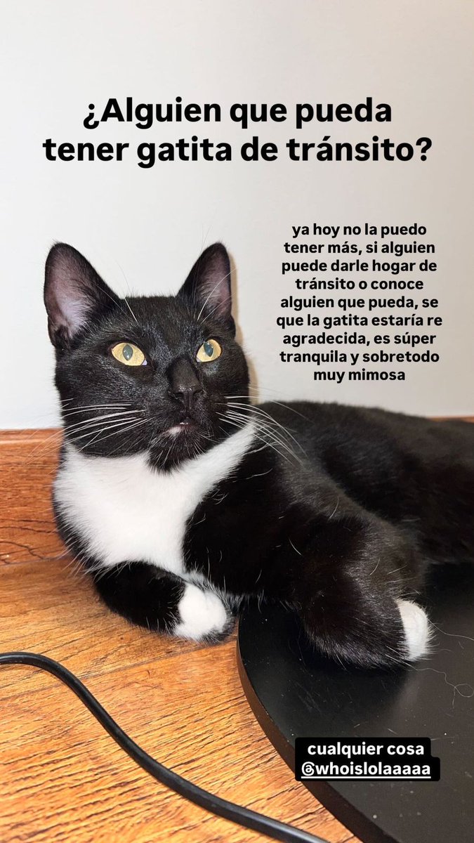 JungParkAR's tweet photo. Hola, me ayudan con la difusión? Una vecina mía del barrio (Barracas) encontró a esta gata.
Datos en la foto.
Gracias. https://t.co/8uzuMkcBAU