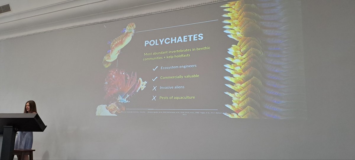 Carol Simon (@simonpolylabsa) on Twitter photo It's #WormWednesday and my students wowed the audience at #BotZoo research meeting. <a href="/MatiesResearch/">Research at Stellenbosch University</a> #Scolelepis #kelp #Scoletoma It's #WormWednesday and my students wowed the audience at #BotZoo research meeting. <a href="/MatiesResearch/">Research at Stellenbosch University</a> #Scolelepis #kelp #Scoletoma
