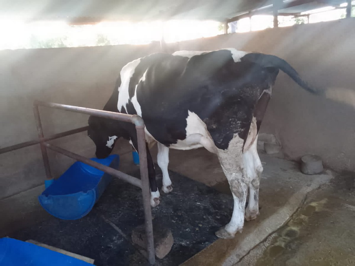 haroldmafita97's tweet photo. Shambani kwa tajiri..

Pure Holstein Fresian 

30L/day

3.5 mil 

Serious only, nikuconnect na mwenye Shamba

📍Mahina, Mwanza mjini https://t.co/xftEyozLy9