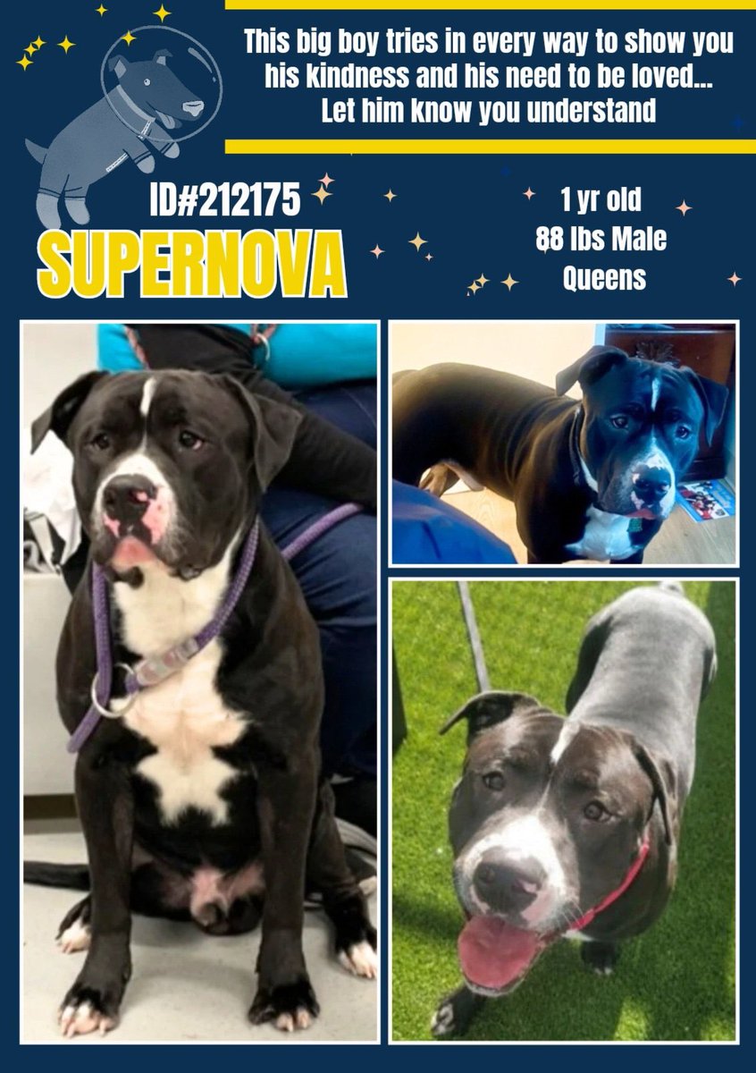 LisaBrabson's tweet photo. Handsome hunk of love SUPERNOVA #212175 2yo,is fighting for his precious life 💔 
Absolutely adorable,big guy has a huge heart &amp; will love u forever if u save him!
Tender, gentle, amazing personality, extremely loving 
PLZ #ADOPT #FOSTER OR #PLEDGE TO ATTRACT A RESCUE #NYCACC https://t.co/VxJ6u1CP3H