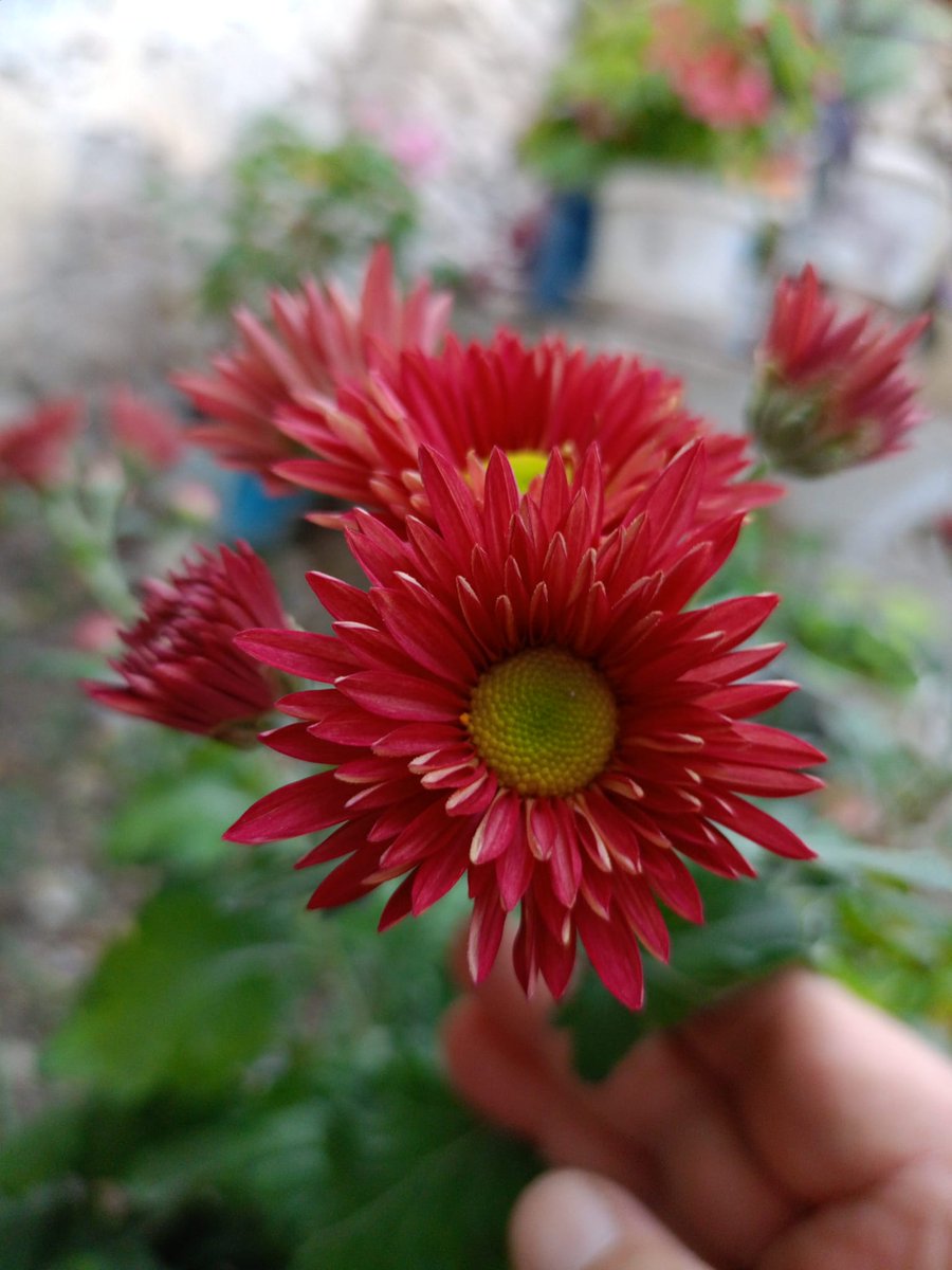 Sonbaharın güzelliği 🏵️
#kasımpatı