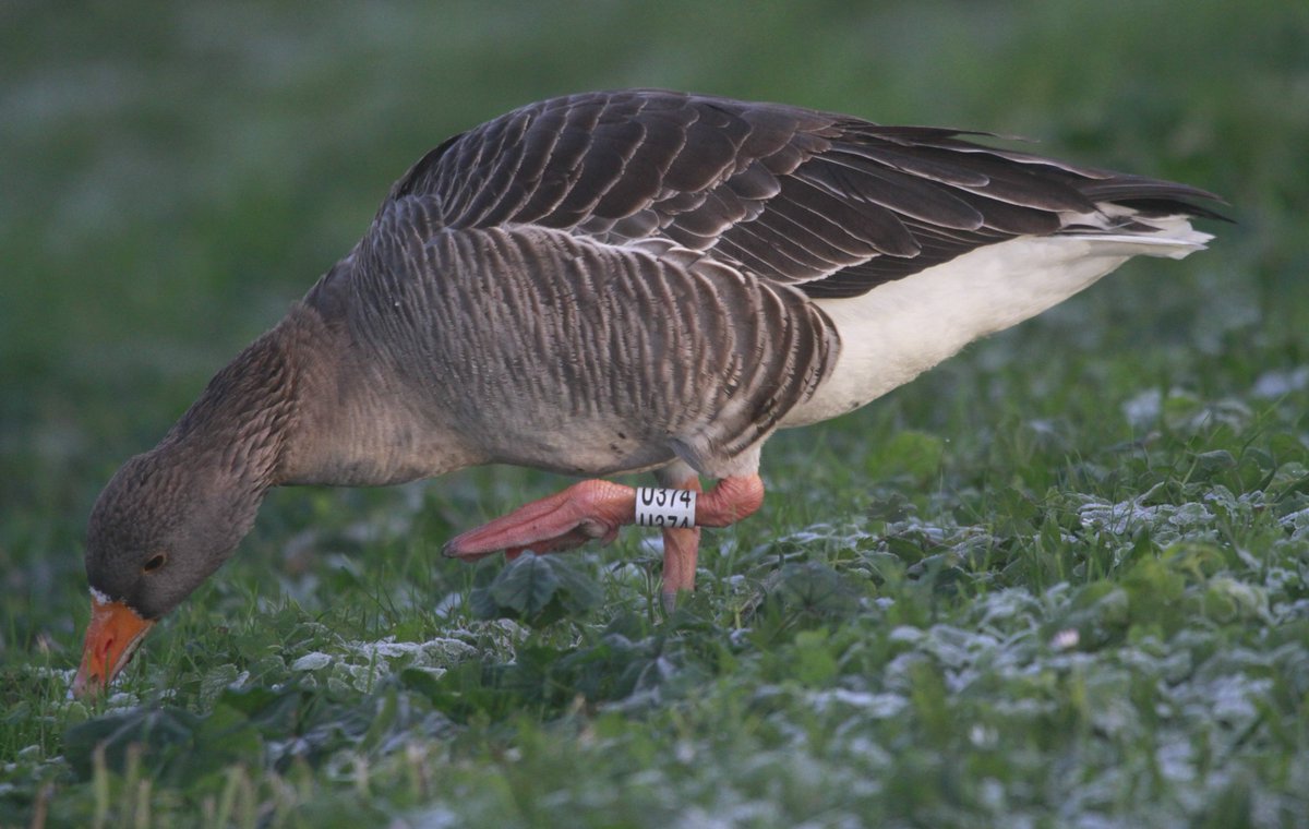 Another London Royal Parks Greylag, U374, making a return to Walthamstow Wetlands, 20/11/24 on East Warwick reservoir <a href="/WLBirding/">Bill Haines (West London Birding)</a>