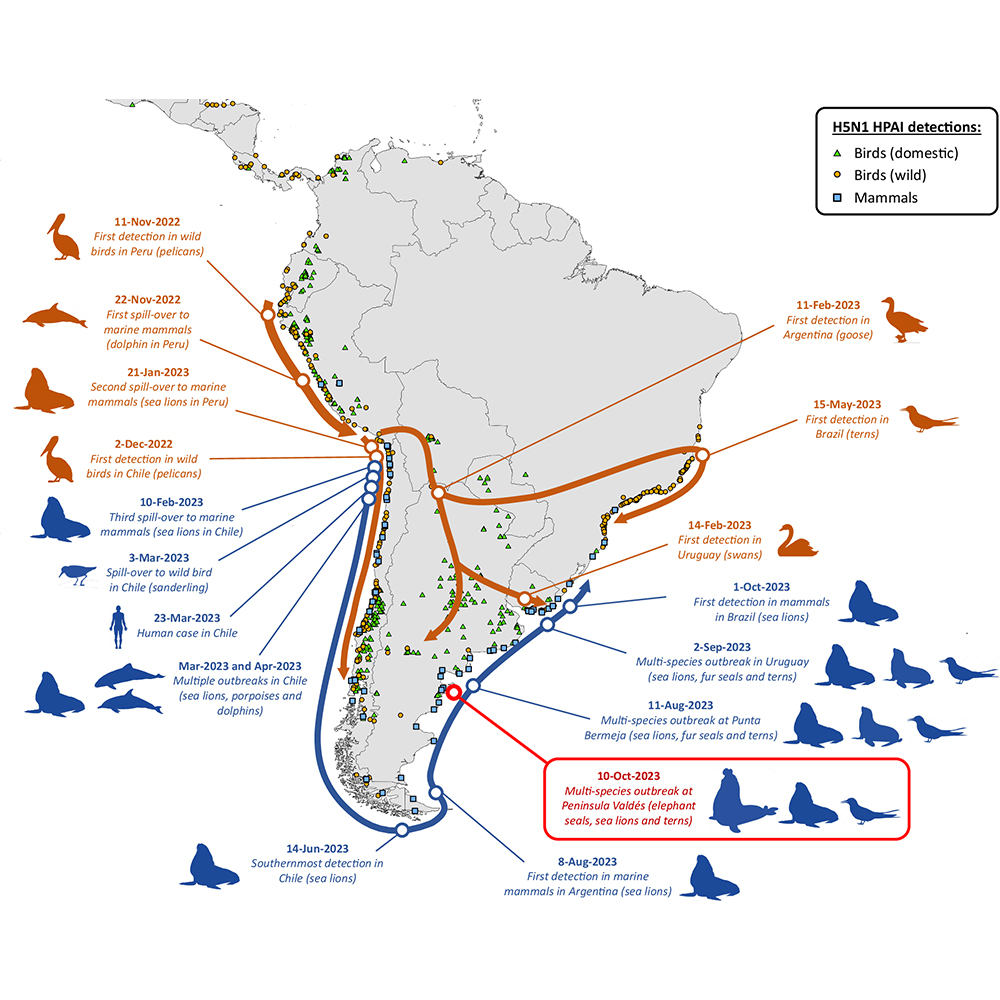 A paper in <a href="/NatureComms/">Nature Communications</a> reports clade 2.3.4.4b H5N1 viruses in elephant seals associated with a mass mortality event in Argentina. go.nature.com/40PksJY