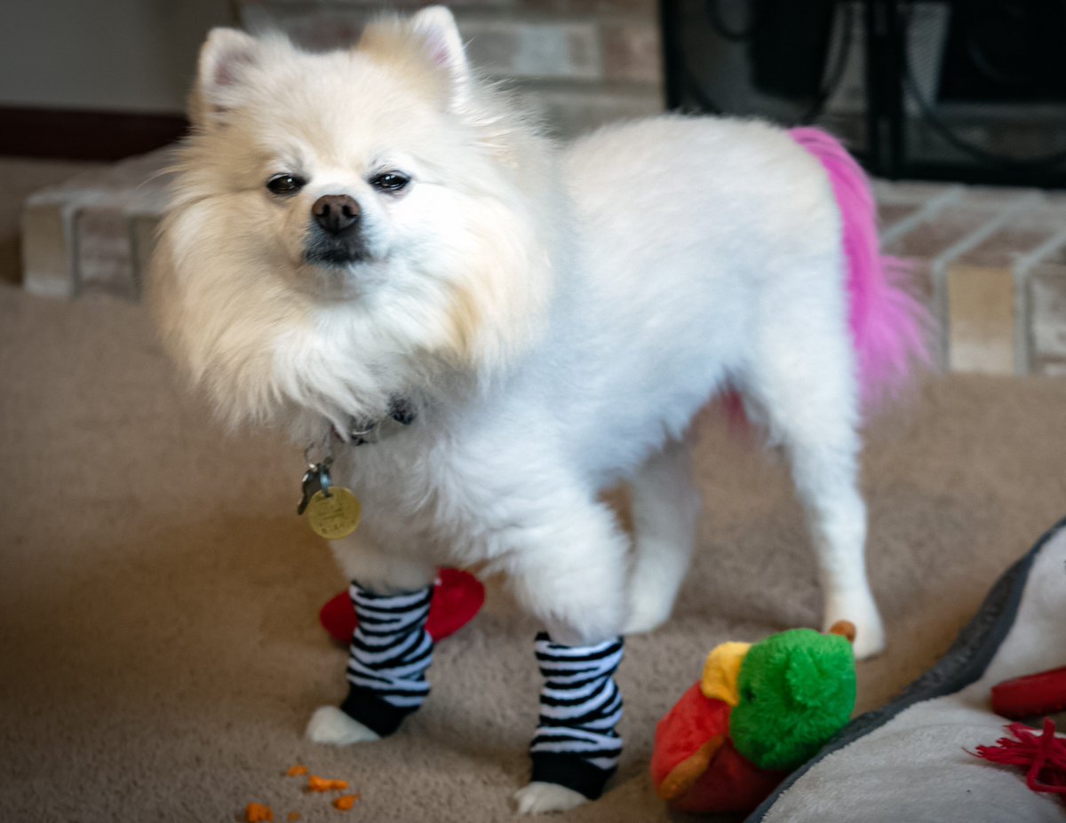 Meet Elli, a 12yo Pomeranian whose favorite things include food, yard walks, and soft toys. Elli bravely battled cancer for 534 days and continues to inspire us in the fight against canine cancer. 

Share your pet’s #CancerWarrior story at: hubs.li/Q02X-jFN0