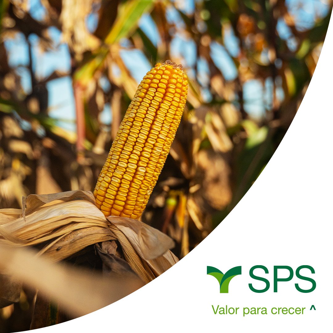 SPS Semillas (@spssemillas) on Twitter photo #ResultadosSPS Conocé cómo performó nuestro SPS 2615 VIPTERA3 en más de 22 localidades del país 🌱
Con buenos rendimientos en siembras tardías, nuestro híbrido obtuvo en el 2º puesto en la red de ensayos de <a href="/intaargentina/">INTA</a> Marcos Júarez y 3º puesto en <a href="/crea_arg/">CREA</a>  Sur de Santa Fe. #ResultadosSPS Conocé cómo performó nuestro SPS 2615 VIPTERA3 en más de 22 localidades del país 🌱
Con buenos rendimientos en siembras tardías, nuestro híbrido obtuvo en el 2º puesto en la red de ensayos de <a href="/intaargentina/">INTA</a> Marcos Júarez y 3º puesto en <a href="/crea_arg/">CREA</a>  Sur de Santa Fe.