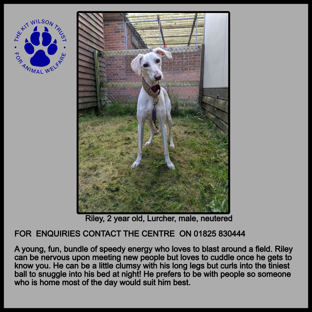 Kit Wilson Trust (@kitwilsontrust) on Twitter photo 