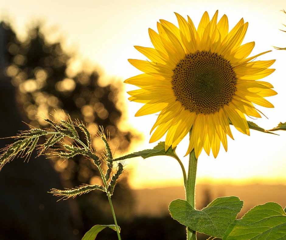 MagikDigital's tweet photo. "Keep your face always toward the sunshine, and shadows will fall behind you." — Walt Whitman https://t.co/kiU3CVUeAr #ProfessionalWebDesignTexas #GraphicDesignDFW https://t.co/t6umG5nGsX