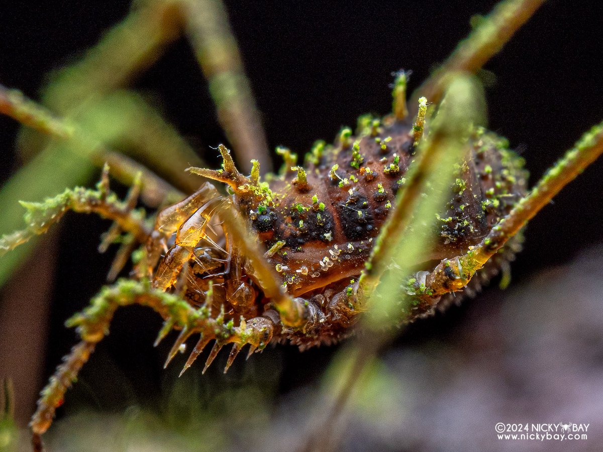 Nicky Bay (@singaporemacro) on Twitter photo Super cool mossy harvestman from Sumatra. I wonder if the mossy bits are collected externally or simply part of its body?
Podoctidae > Baso sp.
<a href="/sderkarabetian/">Shahan Derkarabetian</a> ? Super cool mossy harvestman from Sumatra. I wonder if the mossy bits are collected externally or simply part of its body?
Podoctidae > Baso sp.
<a href="/sderkarabetian/">Shahan Derkarabetian</a> ?