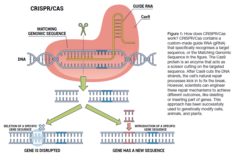 GeneBEcon's tweet image. 📢#InterestingRead

📄The latest report of the European Research Council @EU_ScienceHub explores over 1,000 ERC-funded projects harnessing the revolutionary #CRISPR/Cas technology, transforming biotechnology and life sciences.

ℹ️ erc.europa.eu/sites/default/…

#geneediting
Visual: ERC