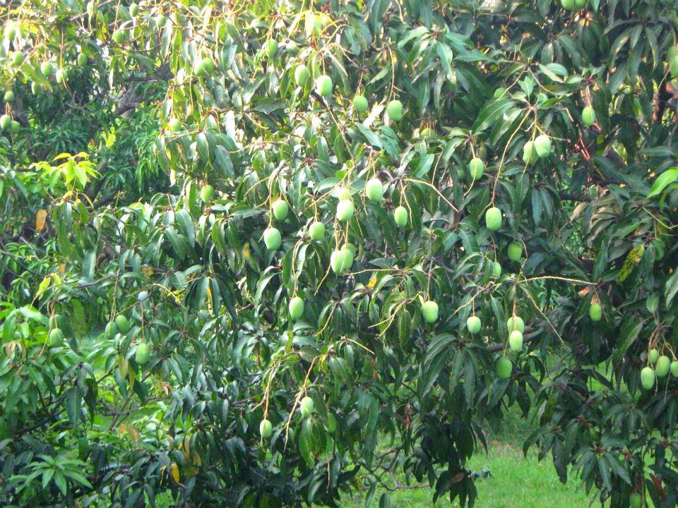 The resinous gum from the trunk of mango tree treats CRACKED HEELS and SCABIES... just apply the gum on the affected part twice times daily after bathing🍀

Most of the heel anti-cracks are made from the resinous gum of mango….using it in the raw form works better🤝