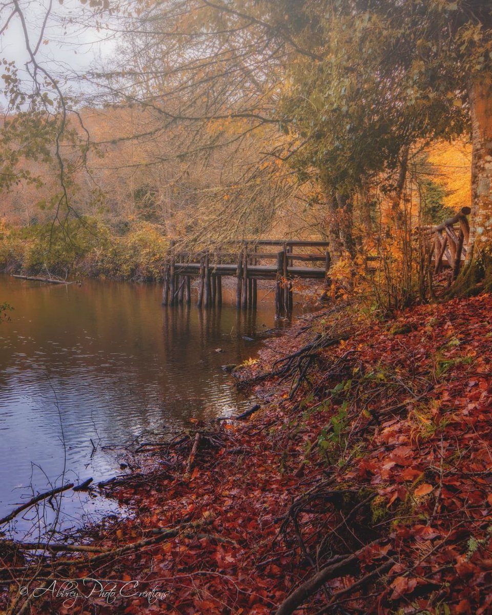 viaggiarepuglia's tweet photo. I meravigliosi colori della Foresta Umbra d'autunno 🍂

#WeAreinPUGLIA       

📸 @nick_abbrey https://t.co/AUGmvxbPT8