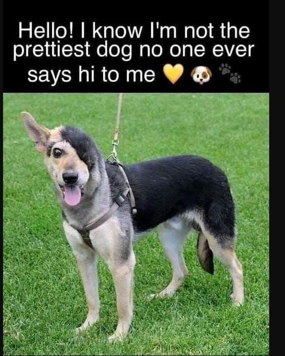 Dog Lovers (@doglovers03) on Twitter photo 