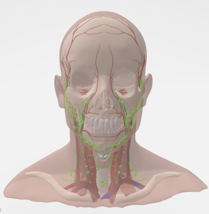 Explore the intricate lymphatic system of the head and neck with our detailed 3D model! 🧠✨ Perfect for students, educators, and anatomy enthusiasts. Learn and visualize like never before at my3danatomy.com

#3DAnatomy #LymphaticSystem #HeadAndNeck #MedicalEducation