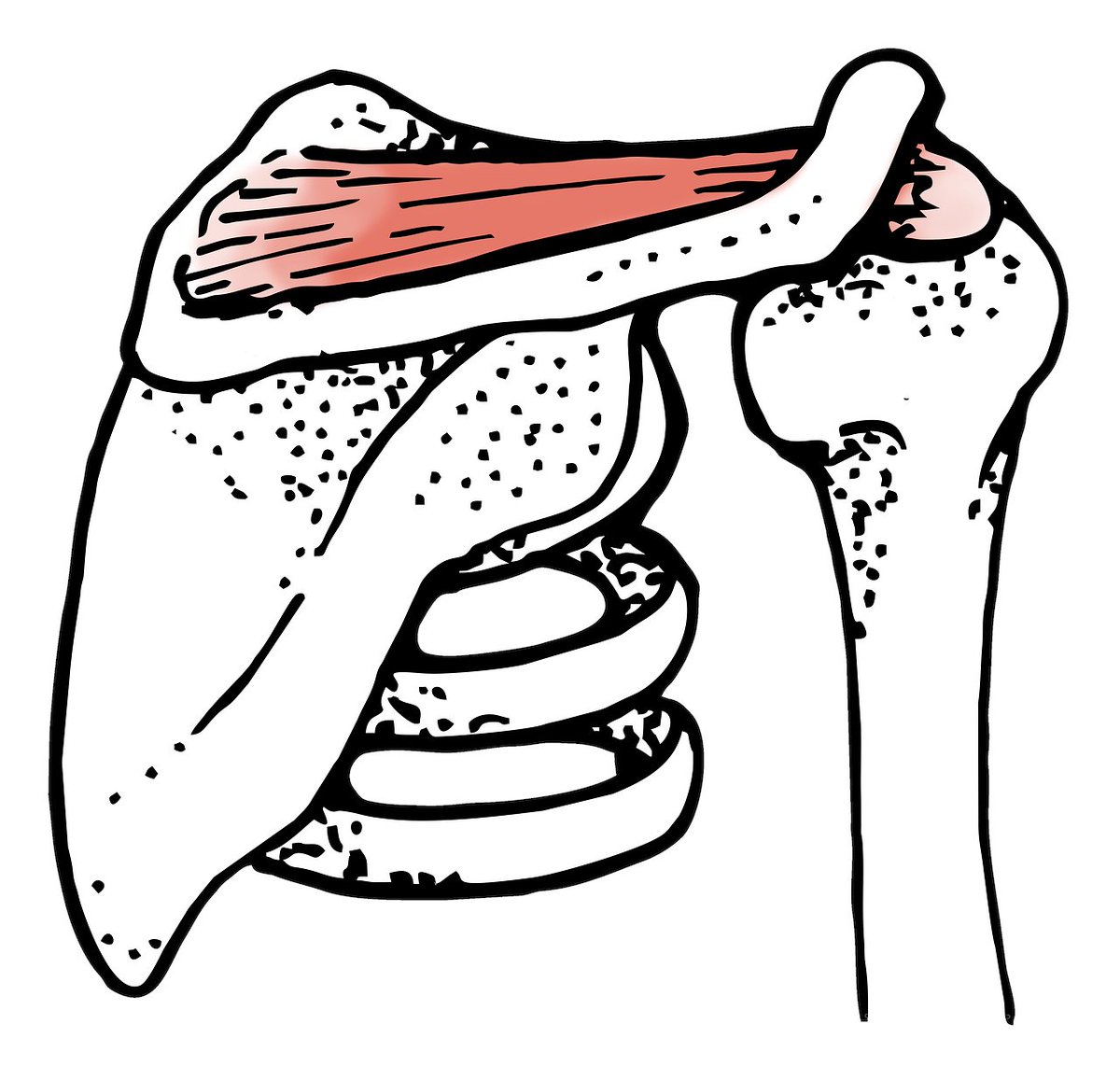 Pain and Therapy tweet media