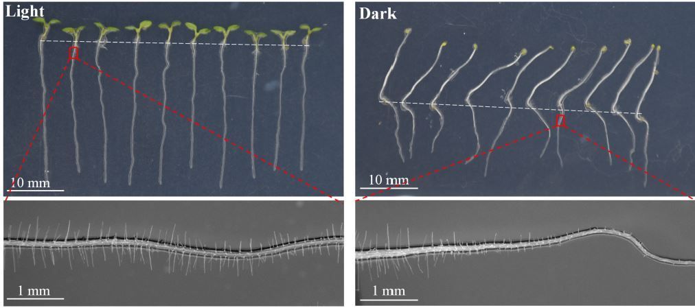 The E3 ubiquitin ligase COP1 and transcription factors HY5 and RHD6 integrate light signaling and root hair development (Tianen Zhang, Jingjuan Zhu, Yang Liu, Yanfei Pei, Yayue Pei, Zhenzhen Wei, Pengfei Miao, Jun Peng, Fuguang Li, Zhi Wang) doi.org/10.1093/plphys…