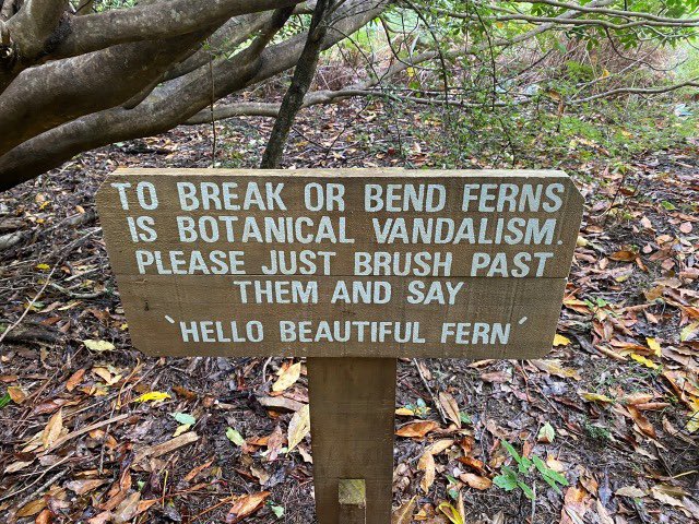 hello beautiful fern