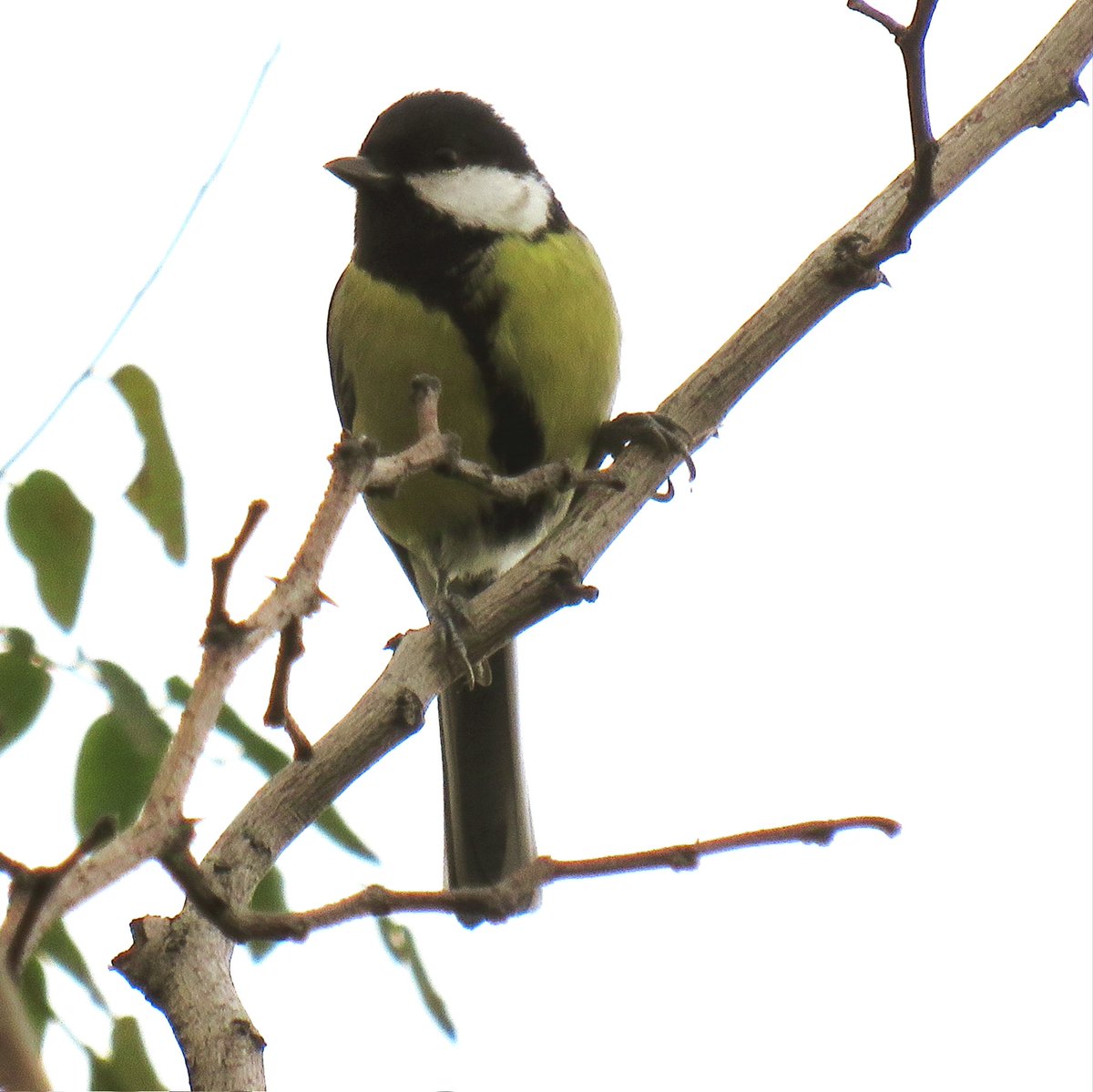 Büyük Baştankara
(Parus major) #hangitür #birdwatching #birdphotography