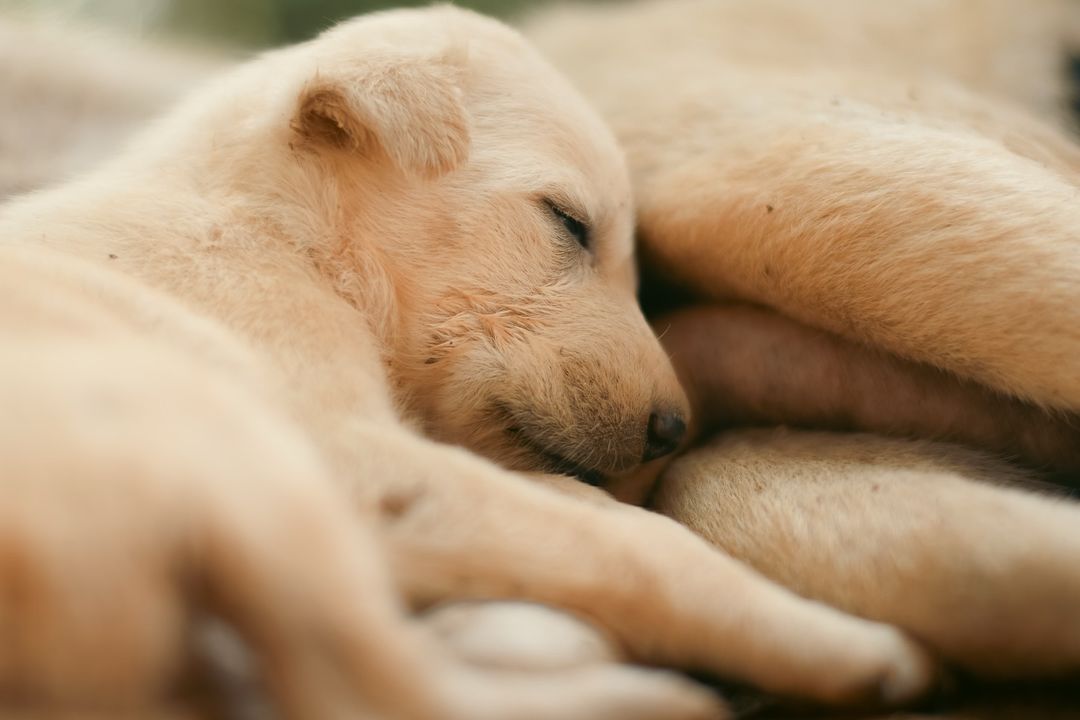 DogFansClub_'s tweet photo. Love starts with mom 🐾
.
.
#dogememe  #dogkisses #dognation #dognap #dogru #dogg  #dognose        #dogquotes https://t.co/8vif1zvwVu
