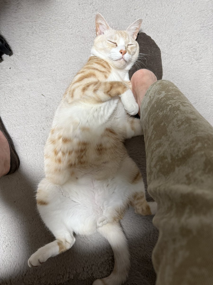 catcancute's tweet photo. 帰ってきたらこれ笑
今日寒いもんねー

 #ねこかわいい https://t.co/mllWxHbL4G