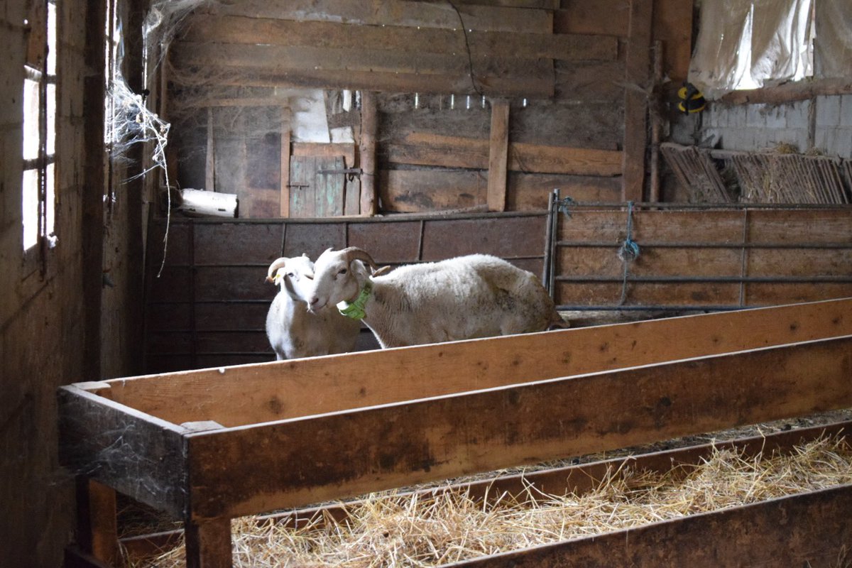 Òscar Ordeig tweet media