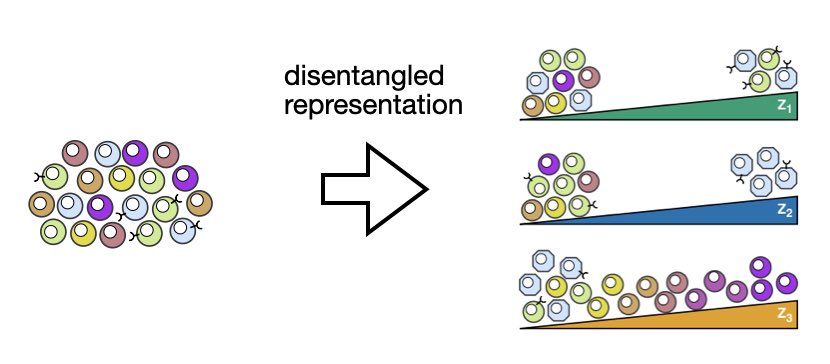 Fabian Theis (@fabian_theis) on Twitter photo 1/ 🧬 Single-cell genomics reveals biological variations beyond cell types. Unveiling these in separate latent dimensions is known as disentanglement. Led by <a href="/AmirAliMoinfar/">Amir Ali Moinfar</a>, we introduce DRVI to learn nonlinear, disentangled & interpretable latent spaces.
biorxiv.org/content/10.110… 1/ 🧬 Single-cell genomics reveals biological variations beyond cell types. Unveiling these in separate latent dimensions is known as disentanglement. Led by <a href="/AmirAliMoinfar/">Amir Ali Moinfar</a>, we introduce DRVI to learn nonlinear, disentangled & interpretable latent spaces.
biorxiv.org/content/10.110…