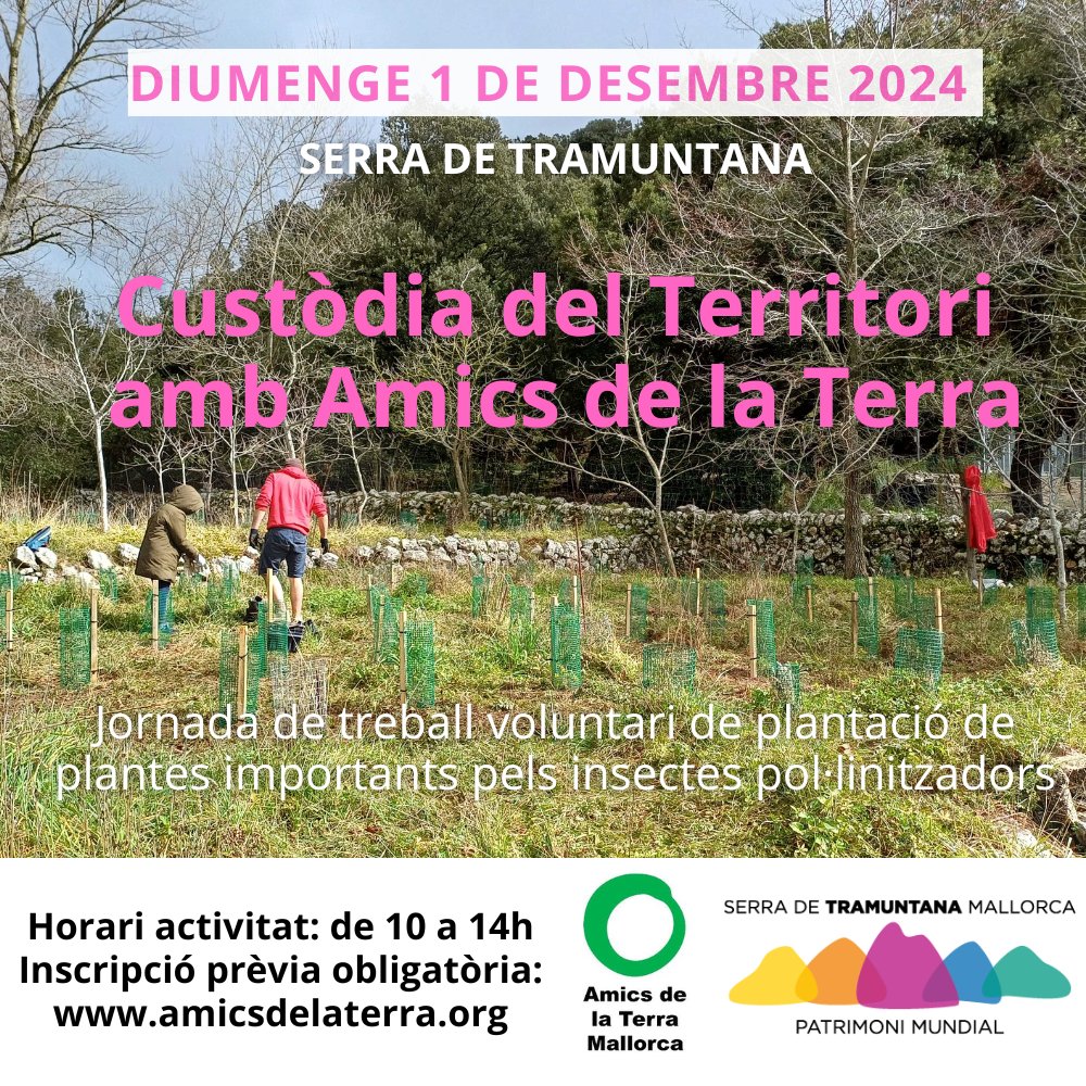 🌿 Aquest 1/12, ajuda’ns a protegir la Serra de Tramuntana!
📍 Son Torrella (Puig Major)
🌸 Plantació d’arbustos per pol·linitzadors
📋 Places limitades: forms.gle/Hmz5uCiK1zuSkw…
Uneix-te a la jornada de #Custòdiadelterritori amb @Amicsdelaterra!
#Conservació #Biodiversitat