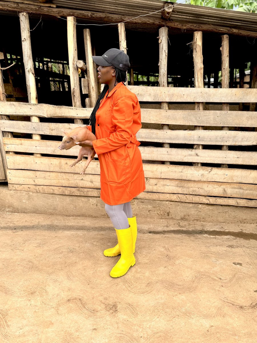 Eagle_Farmltd's tweet image. Mood for some laughter with @Farm_With_Art  farm life =best life 
#piggeryfarming 
#FarmLife 
#livestockfarming 
#buyfromyouth