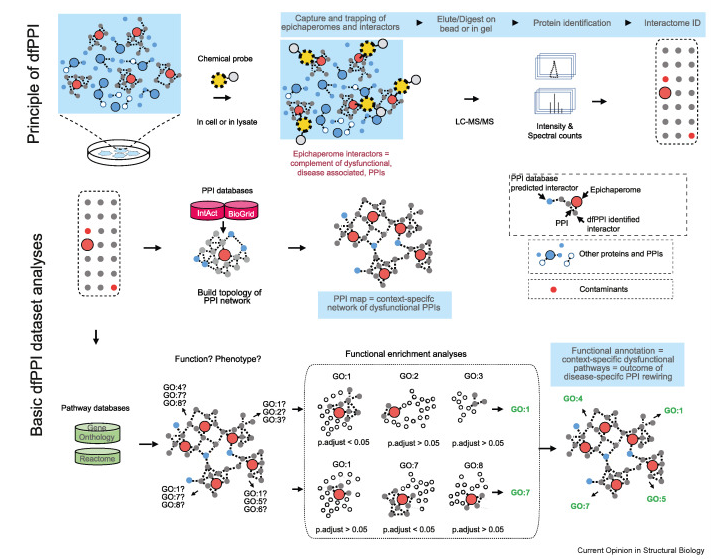 Gabriela Chiosis (@gabrielachiosis) on Twitter photo The #dfPPI platform, a powerful #Chemoproteomics tool to decode stressor-induced #ProteinNetworks dysfunctions in #CancerResearch and #NeurodegenerativeDiseases. Advancing #Omics #SystemsBiology for disease discovery and therapy. doi.org/10.1016/j.sbi.… <a href="/COSB_CRSB/">Current Opinion/Research in Structural Biology</a> The #dfPPI platform, a powerful #Chemoproteomics tool to decode stressor-induced #ProteinNetworks dysfunctions in #CancerResearch and #NeurodegenerativeDiseases. Advancing #Omics #SystemsBiology for disease discovery and therapy. doi.org/10.1016/j.sbi.… <a href="/COSB_CRSB/">Current Opinion/Research in Structural Biology</a>
