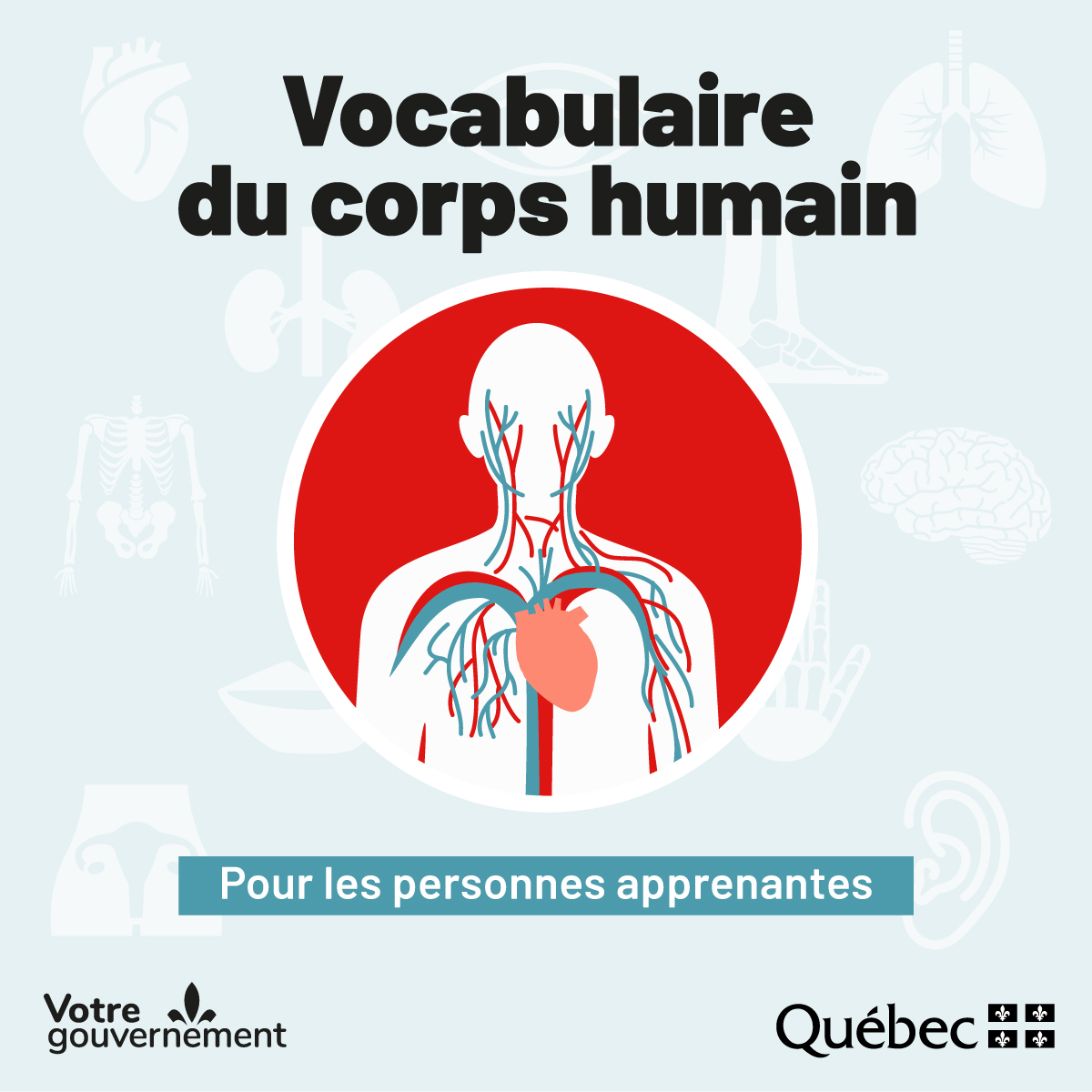 OQLF (@oqlf) on Twitter photo Qu’est-ce qu’une malléole? Quelle est la différence entre un urètre et un uretère? Vous trouverez les réponses à ces questions dans notre vocabulaire du corps humain intitulé «De la tête aux pieds»! 👀oqlf.gouv.qc.ca/francisation/o… <a href="/CMQ_org/">Collège des médecins du Québec</a> Qu’est-ce qu’une malléole? Quelle est la différence entre un urètre et un uretère? Vous trouverez les réponses à ces questions dans notre vocabulaire du corps humain intitulé «De la tête aux pieds»! 👀oqlf.gouv.qc.ca/francisation/o… <a href="/CMQ_org/">Collège des médecins du Québec</a>