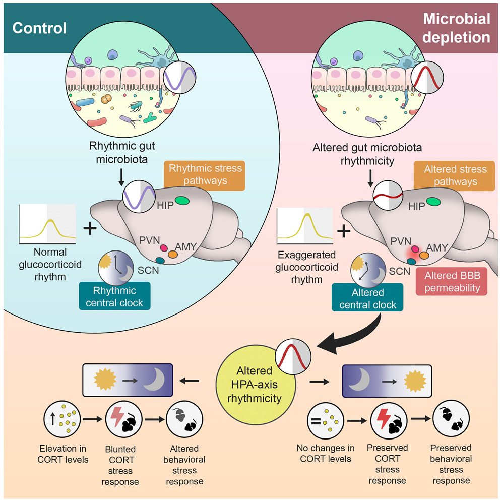 GutMicrobiota Health (@gmfhx) on Twitter photo Are we getting closer to how our gut bugs control stress responses?
.<a href="/gabriel_tofani/">Gabriel Tofani</a>, <a href="/jfcryan/">John F. Cryan</a> and colleagues offer compelling evidence that the microbiota regulates stress responsiveness in a circadian manner <a href="/Cell_Metabolism/">Cell Metabolism</a>:
cell.com/cell-metabolis… Are we getting closer to how our gut bugs control stress responses?
.<a href="/gabriel_tofani/">Gabriel Tofani</a>, <a href="/jfcryan/">John F. Cryan</a> and colleagues offer compelling evidence that the microbiota regulates stress responsiveness in a circadian manner <a href="/Cell_Metabolism/">Cell Metabolism</a>:
cell.com/cell-metabolis…