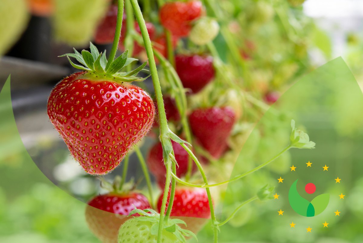🌍🍓European strawberries are rich in diversity and innovation! Their genetic resources drive advancements in fruit quality traits like firmness and sweetness. CPVO is proud to protect and promote these unique varieties. 
lnkd.in/dksYciJ
#PVRs #plantvariety #innovation