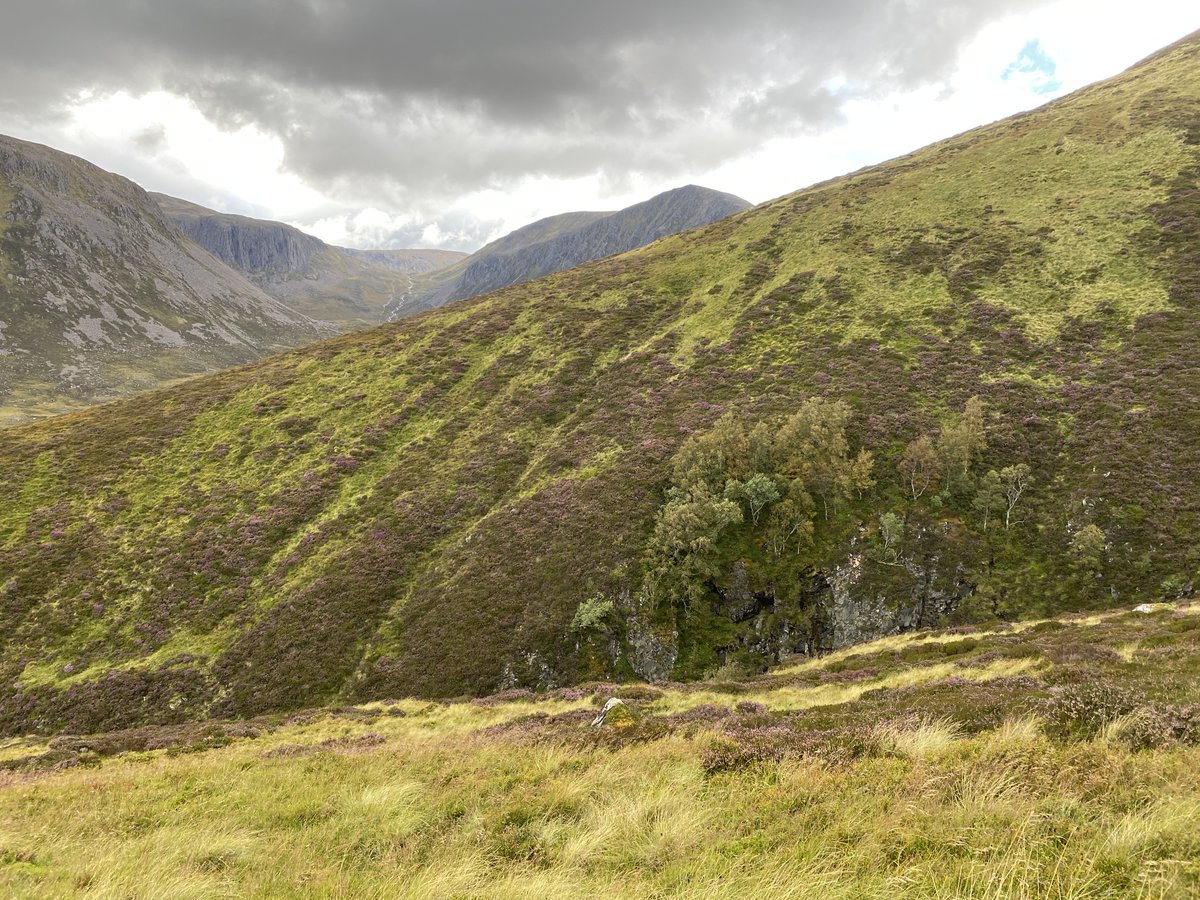 Sarah Watts (@watts_sh) on Twitter photo We're recruiting for an exciting new #PhD project in #mountain #woodland restoration! "The genetic diversity & adaptive potential of mountain birch in Scotland for high-altitude nature recovery" hosted by
<a href="/UK_CEH/">UK Centre for Ecology & Hydrology</a>, <a href="/StirUni/">University of Stirling</a> & <a href="/Forest_Research/">Forest Research</a>
Apply here: iapetus2.ac.uk/studentships/t… We're recruiting for an exciting new #PhD project in #mountain #woodland restoration! "The genetic diversity & adaptive potential of mountain birch in Scotland for high-altitude nature recovery" hosted by
<a href="/UK_CEH/">UK Centre for Ecology & Hydrology</a>, <a href="/StirUni/">University of Stirling</a> & <a href="/Forest_Research/">Forest Research</a>
Apply here: iapetus2.ac.uk/studentships/t…