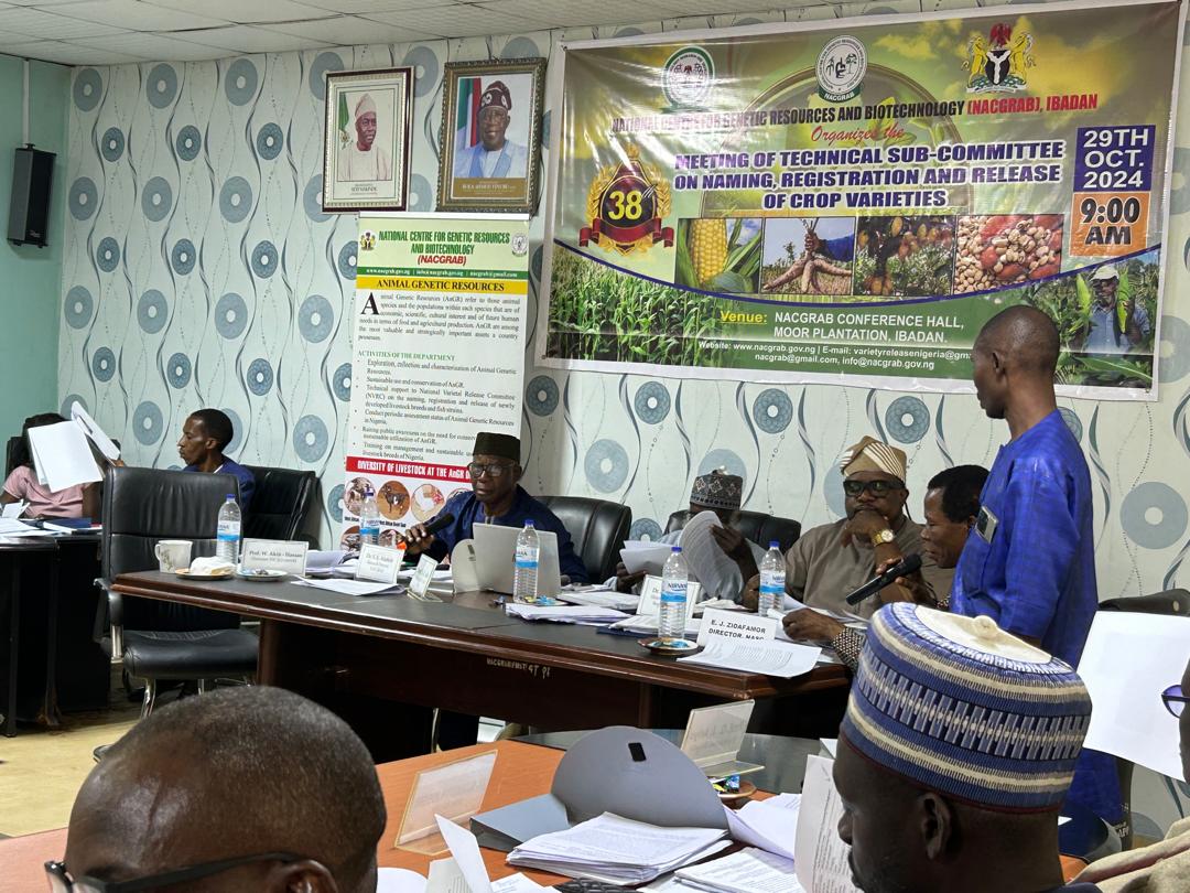 🌟 Exciting news in cassava breeding! 🌟

IITA and NRCRI presented 2 top cassava varieties using tricot data to the Nigerian Variety Release Committee and it was approved for release ! 

📢 Stay tuned as we pave the way for more resilient and productive crops future in Africa!