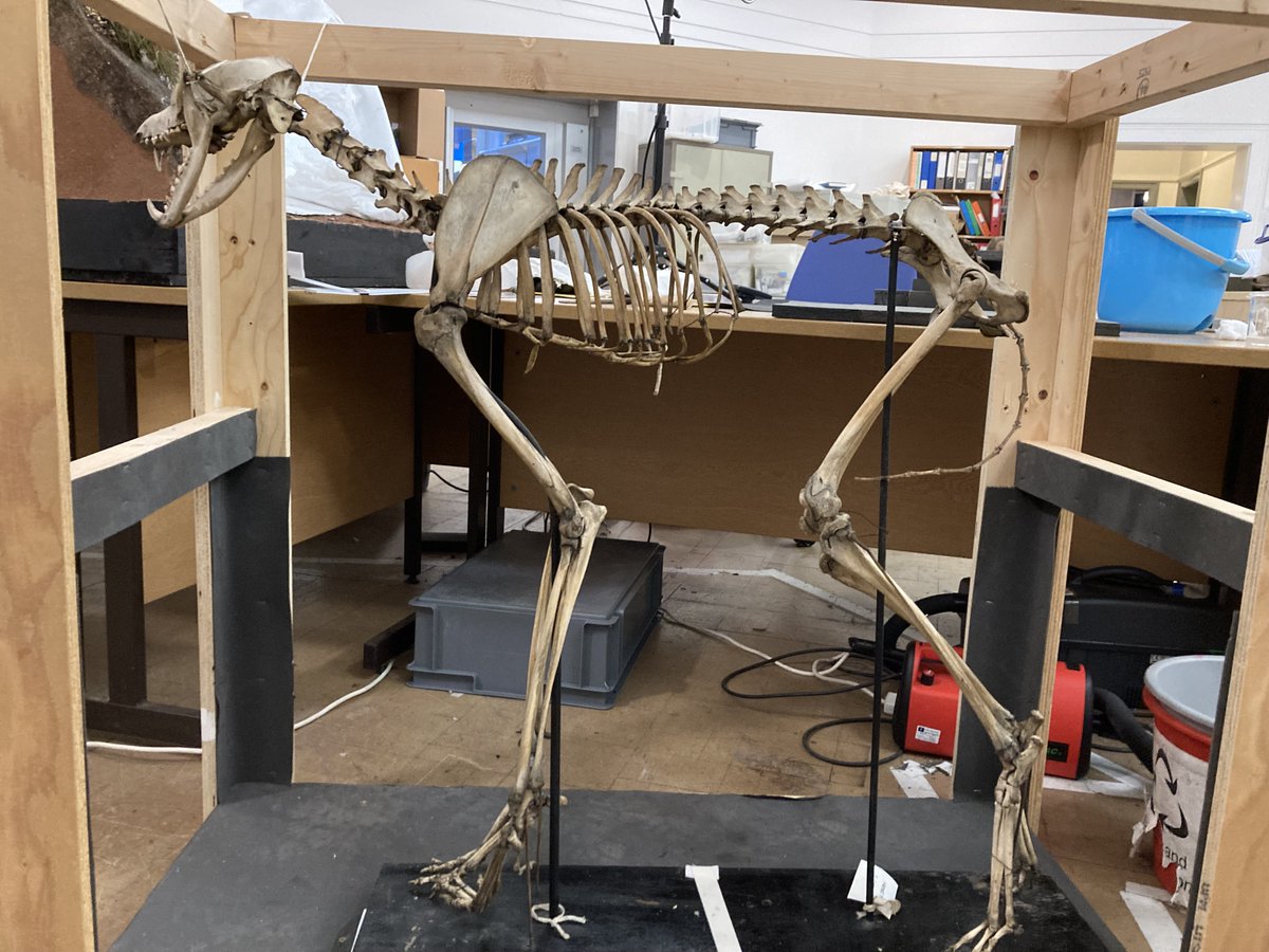 ConservationBob's tweet image. Ipswich Museum conservation for redevelopment. Caleb and the team have been cleaning skeletal material for the new displays. Simply de-ionised water, Symperonic and swabs. The wires are brittle and corroded so we are being very careful.