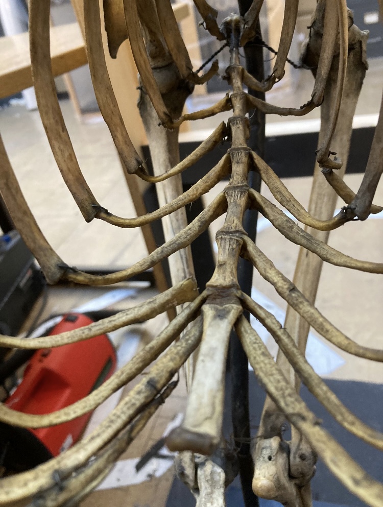 ConservationBob's tweet image. Ipswich Museum conservation for redevelopment. Caleb and the team have been cleaning skeletal material for the new displays. Simply de-ionised water, Symperonic and swabs. The wires are brittle and corroded so we are being very careful.