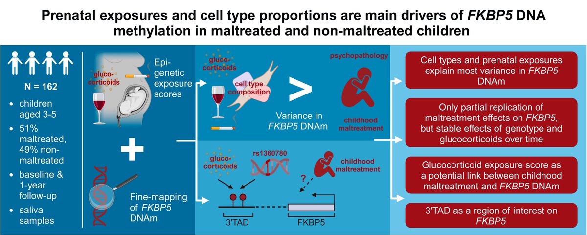 Neurobiology of Stress (@neurobiolstress) on Twitter photo New paper by <a href="/vera_karlbauer/">Vera Karlbauer</a> and <a href="/Binder_Lab/">Binder Lab</a>: Cell type composition and prenatal exposure to🍷🚬 and #glucocorticoids are main drivers of salivary #FKBP5 DNA methylation and explain more variance than childhood maltreatment or psychopathology in a cohort of young children. New paper by <a href="/vera_karlbauer/">Vera Karlbauer</a> and <a href="/Binder_Lab/">Binder Lab</a>: Cell type composition and prenatal exposure to🍷🚬 and #glucocorticoids are main drivers of salivary #FKBP5 DNA methylation and explain more variance than childhood maltreatment or psychopathology in a cohort of young children.