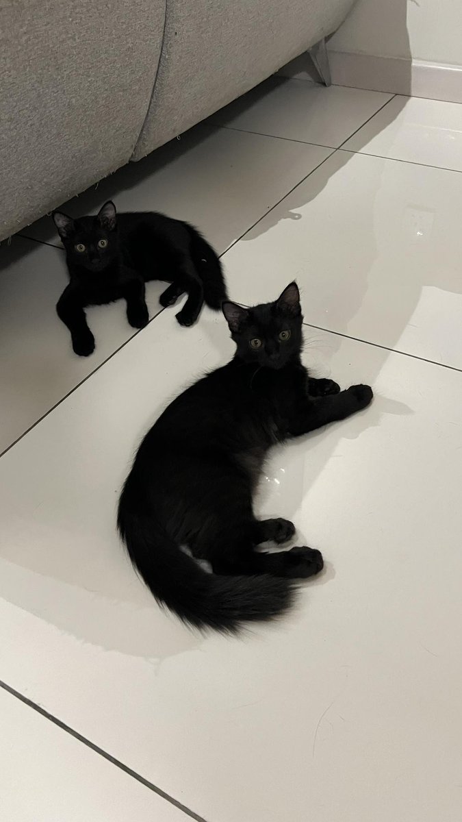 cats_rehome's tweet photo. 📌WANGSA MAJU,KL

Looking for a loving home for 2 adorable female kittens and their mom 🐈‍⬛ 🏠 

- Potty trained 🚽 
- Super playful and affectionate 🐾 
- Kittens: Dewormed 🪱 
- Mom: Vaccinated and dewormed 💉 

We’d love for them to stay together since the kittens are very attached to their mom and love playing with her! 💖

Location: Wangsa Maju

Pls don’t hesitate to contact me 60186634451