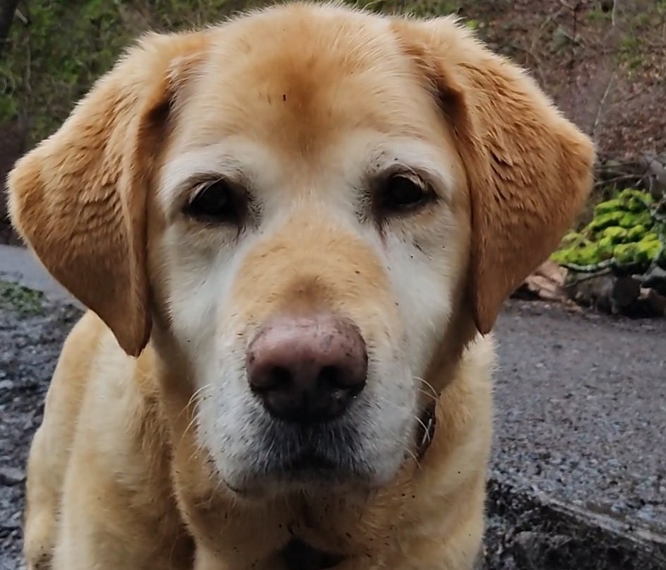 JackTheLab tweet media