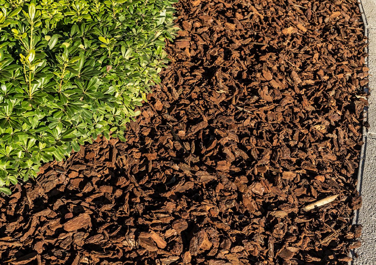 3BrosTreeSrvcs's tweet image. As temperatures rise, trees can suffer from heat stress. Water deeply, mulch around the base, and monitor for pests. Our team at 3 Brothers Tree Service can help ensure your trees stay healthy throughout the summer! #SummerTreeCare