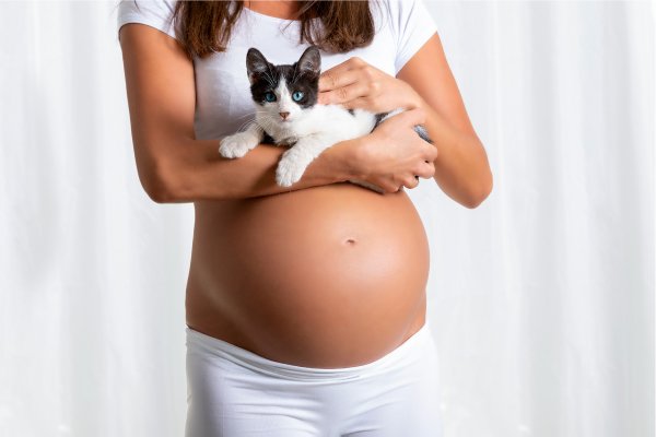 ⚠️ TOXOPLASMOSIS: DESMITIFICANDO LA ENFERMEDAD ⚠️

Es importante aclarar conceptos erróneos sobre la toxoplasmosis, especialmente en relación con los gatos. Aquí te lo explico de manera sencilla:

¿Qué es la toxoplasmosis y cómo se relaciona con los gatos?

🔹 Toxoplasma gondii