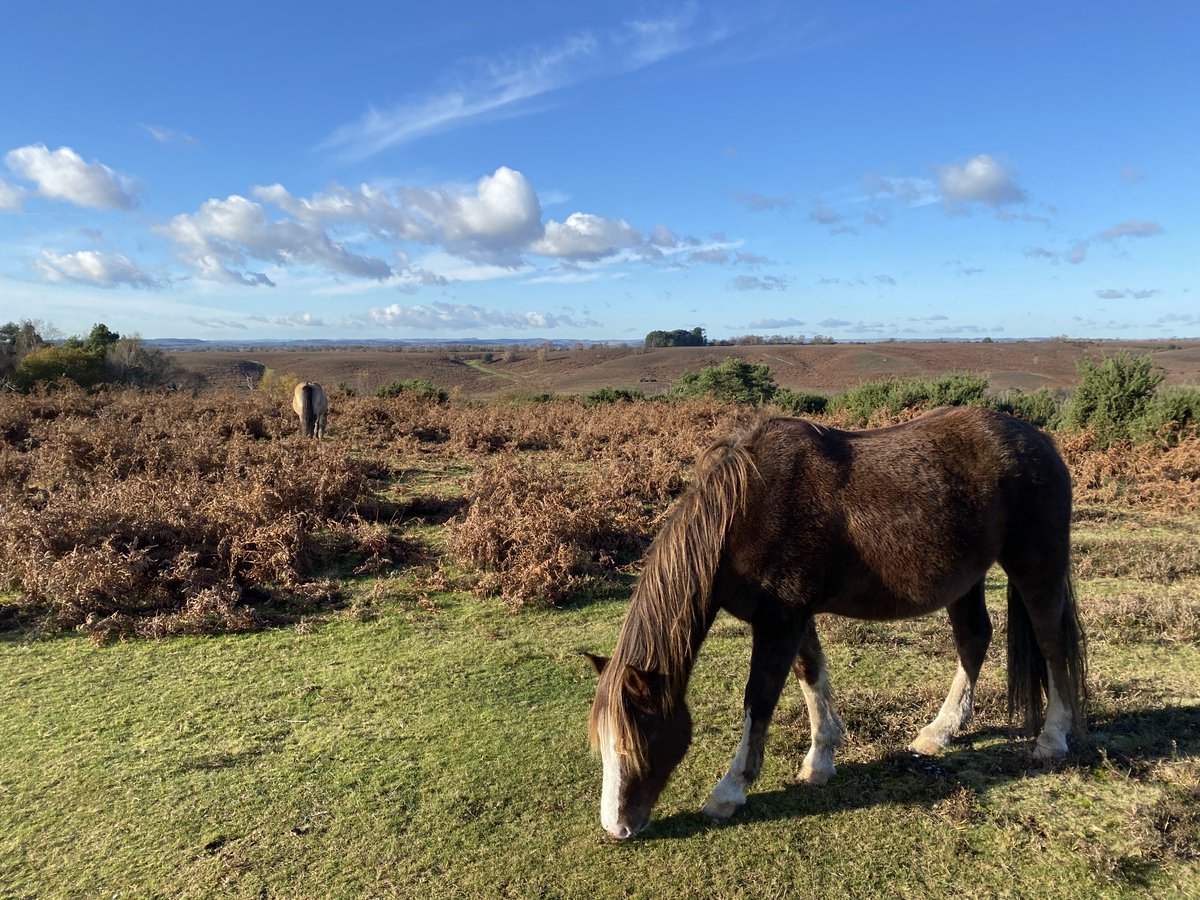 Such beautiful autumn weather in the New Forest National Park today. The perfect day to explore Rockford common. 

#NewForestNationalPark
#walking  

newforestholidaycottages.com