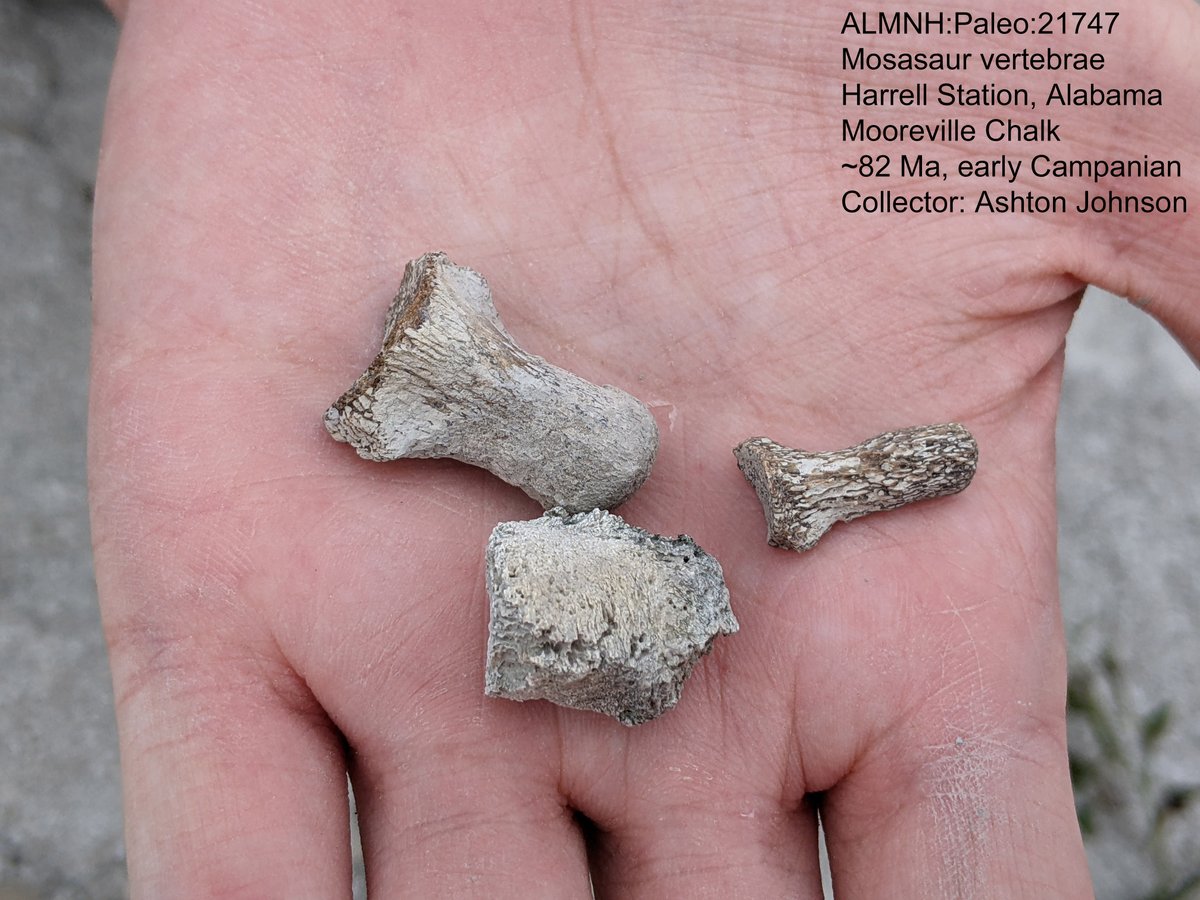 Dr. Adiel Klompmaker @paleoadiel.bsky.social (@paleoadiel) on Twitter photo #FossilFriday‼️ Cretaceous Eldorado for vertebrate fossils. A fish coprolite with vertebrae within it and mosasaur vertebrae were found by Ashton Johnson during trips for the Alabama Paleo Society to Harrell Station! 😃 Specimens <a href="/uamuseums/">UA Museums</a> <a href="/UAMNH/">Alabama Museum of Natural History</a>. #paleontology #fossil #fish #FossilFriday‼️ Cretaceous Eldorado for vertebrate fossils. A fish coprolite with vertebrae within it and mosasaur vertebrae were found by Ashton Johnson during trips for the Alabama Paleo Society to Harrell Station! 😃 Specimens <a href="/uamuseums/">UA Museums</a> <a href="/UAMNH/">Alabama Museum of Natural History</a>. #paleontology #fossil #fish